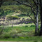  seen from Ang'ata Migration Camp; Ndutu, NCA, Tanzania